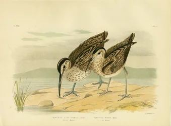 Australischer Regenbrachvogel, 1891
